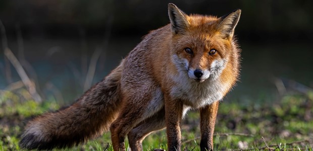 Αλεπού προκάλεσε τροχαίο στην Ελάτη Τρικάλων 