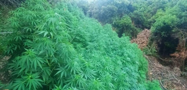 Εντοπίστηκε χασισοφυτεία με 3.000 δένδρα