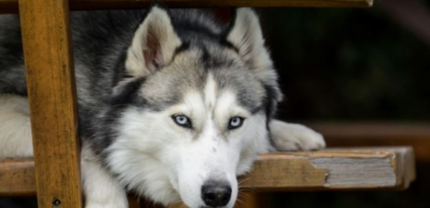 Αράχωβα: "Δεν προκύπτει ανθρώπινη κακοποίηση του σκύλου"