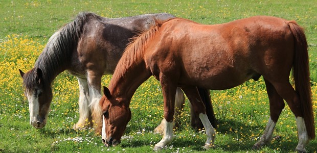 Ζημιές από άλογα σε περιοχές του Δήμου Τυρνάβου