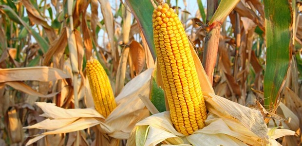 Μέχρι και 20% παραπάνω σε εκτάσεις το καλαμπόκι