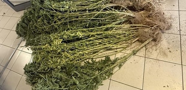 Kαλλιεργούσε δενδρύλλια κάνναβης στην αυλή του σπιτιού