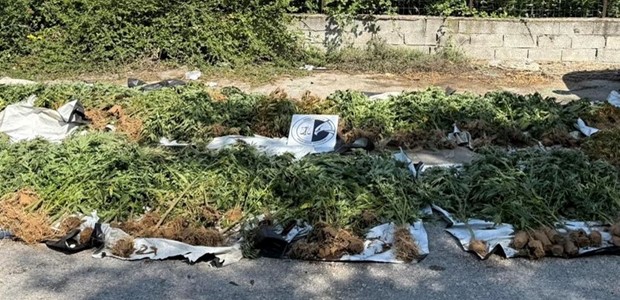 Κατασχέθηκαν 1.406 δενδρύλλια κάνναβης