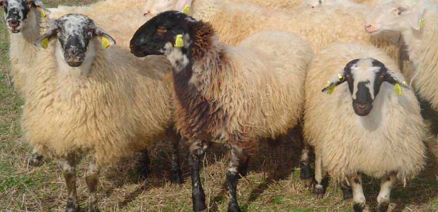 Θέτει υπό την προστασία της το καραγκούνικο αιγοπρόβατο