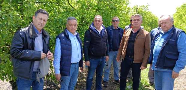 Aνησυχούν οι παραγωγοί για την καρπόπτωση αχλαδιών 