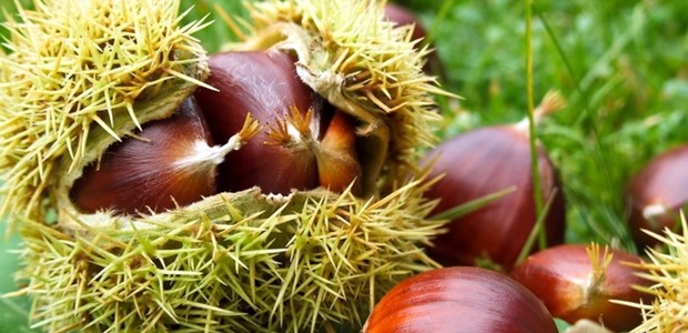 Η ξηρασία και οι ασθένειες πληγώνουν την καστανοπαραγωγή 