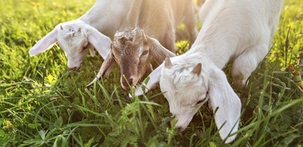 Απαντήσεις για τα κρούσματα πανώλης σε αιγοπρόβατα