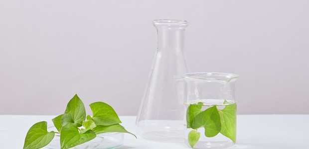 Heartleaf: Το συστατικό που κάνει τους άλλους να ρωτούν “Τι έχεις κάνει στο πρόσωπό σου;”