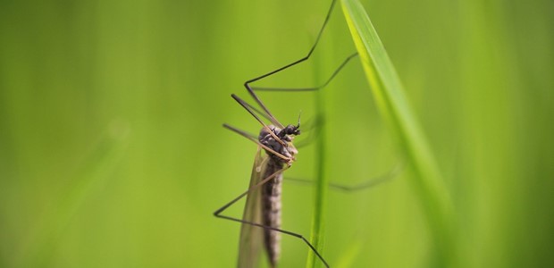 Πέντε συνολικά τα κρούσματα από τον ιό του Δυτικού Νείλου