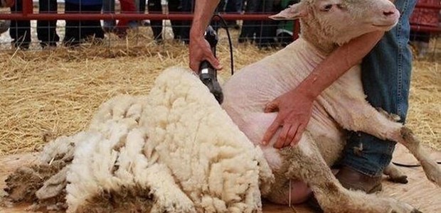 Πέθανε από ηλεκτροπληξία ενώ κούρευε πρόβατα!