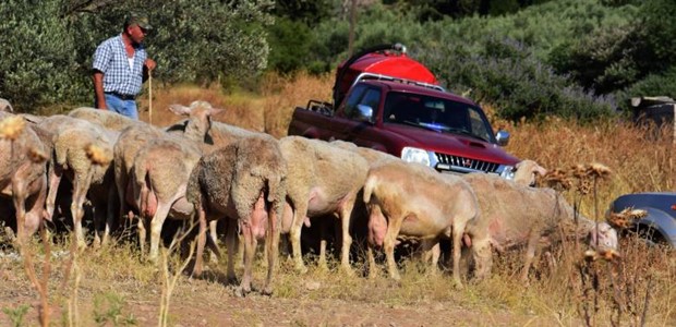 Ξεκρέμαστοι οι πληγέντες κτηνοτρόφοι