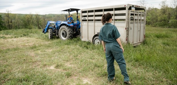 Προσλήψεις κτηνιάτρων από τον ΕΛΓΑ