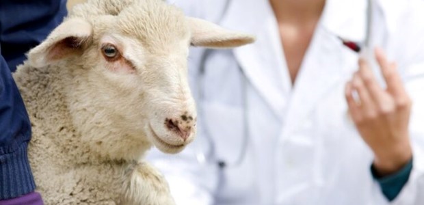 Mέχρι 14 Μαρτίου οι αιτήσεις για 11 προσλήψεις κτηνιάτρων