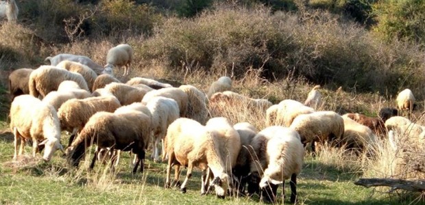 Την Τρίτη η συνάντηση Μητσοτάκη με κτηνοτρόφους