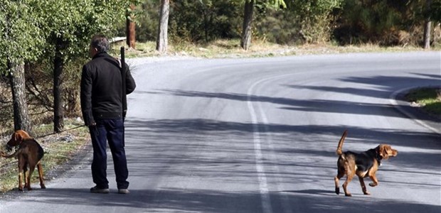 Μειώθηκαν τα αγριογούρουνα, αυξήθηκαν …οι λύκοι!