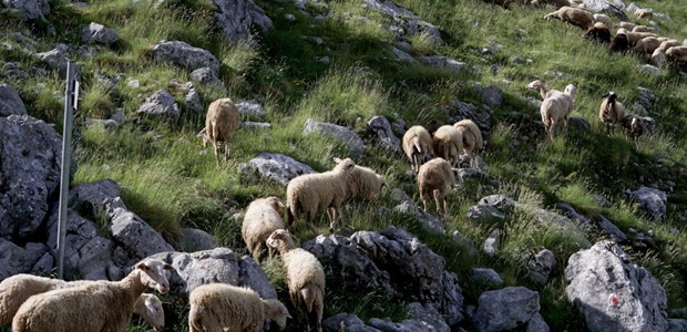Επικίνδυνος για τη δημόσια υγεία ο εμβολιασμός αιγοπροβάτων