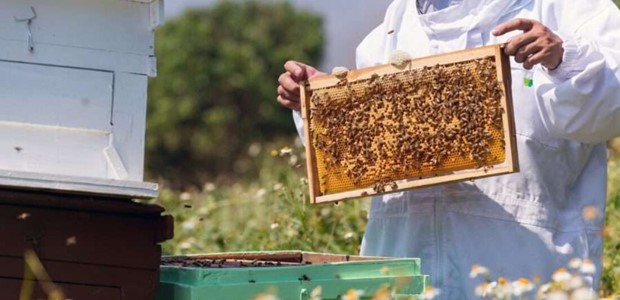 Τέλος σε βιολογική Κτηνοτροφία και Μελισσοκομία