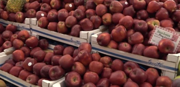 Αγιά: Μειωμένη η παραγωγή μήλων λόγω Daniel 