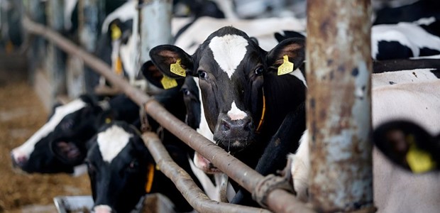 Παραλίγο μοσχάρι να σκοτώσει 60χρονο κτηνοτρόφο