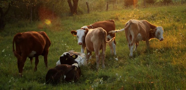 Άμεσα και αυστηρά μέτρα ζητούν οι κτηνοτρόφοι της Θεσσαλίας