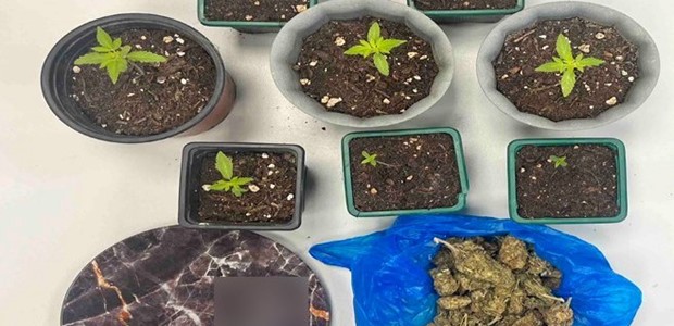 Καλλιεργούσε κάνναβη σε γλάστρες στο σπίτι του