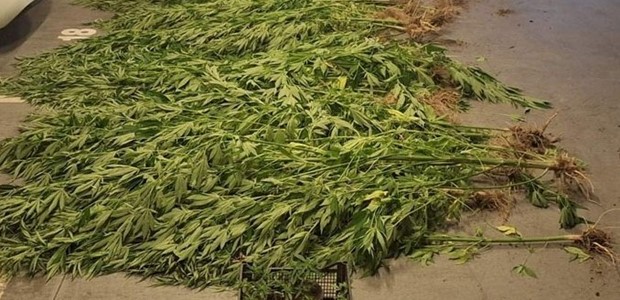 Χειροπέδες σε 49χρονο για δενδρύλλια κάνναβης 