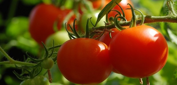 Mειωμένες οι καλλιεργούμενες εκτάσεις στη Λάρισα