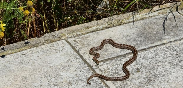 Νόμιζε ότι κόπηκε από εργαλείο αλλά τον είχε δαγκώσει οχιά