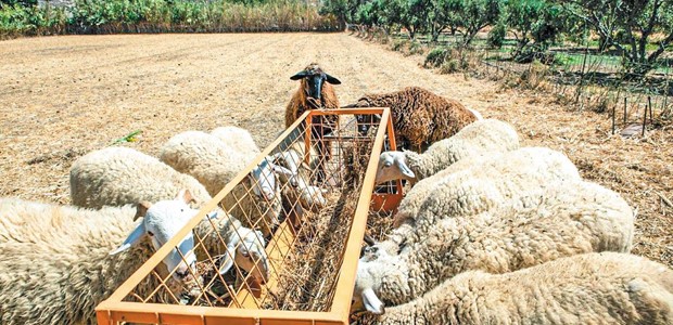 Mέχρι τέλος Νοεμβρίου οι αποζημιώσεις για την πανώλη