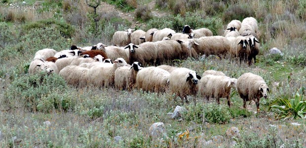 Σε καλό δρόμο η εξάλειψη της πανώλης