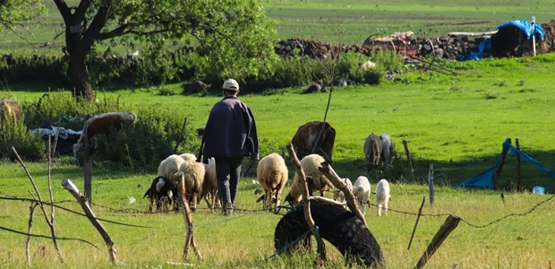 Σε 10 ημέρες τα πρώτα μέτρα για την ευλογιά των προβάτων