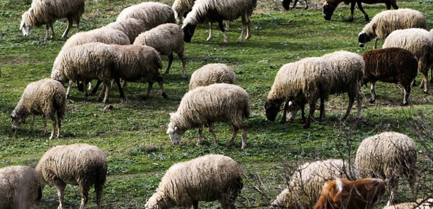 Κρούσματα ευλογιάς σε ποιμνιοστάσια 