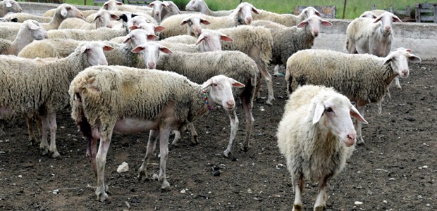 Θεσσαλία: 65.000 αιγοπρόβατα “χάθηκαν” σε ένα χρόνο 