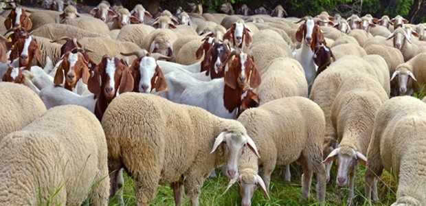 Λύση ο έλεγχος και όχι το εμβόλιο λέει η αρμόδια επιτροπή