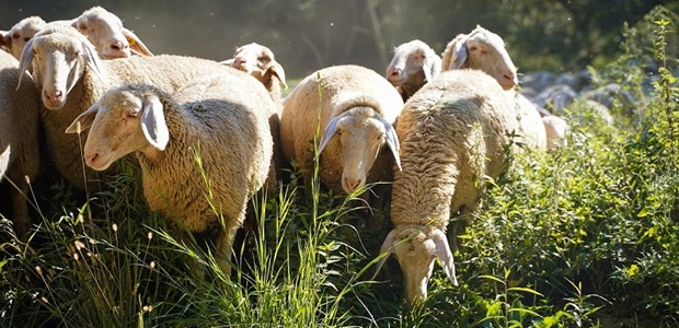 Σε τρεις δόσεις οι αποζημιώσεις των κτηνοτρόφων