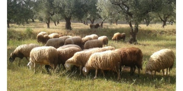 Πέταξαν νεκρά πρόβατα σε ρέμα κοντά στον Αλμυρό