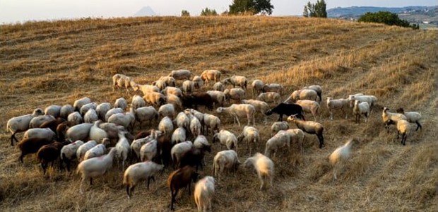 Στο ΥΠΑΑΤ Κουρέτας και κτηνοτρόφοι 