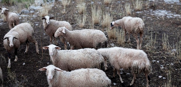 Ευλογιά: Έκτακτη ενίσχυση για τις θανατώσεις 