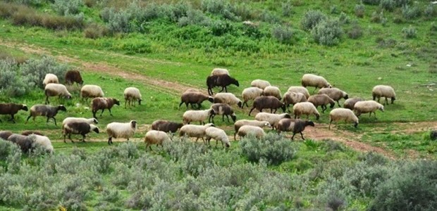 Πάνω από 1 εκ. ζώα ελέγχθηκαν από τις κτηνιατρικές υπηρεσίες