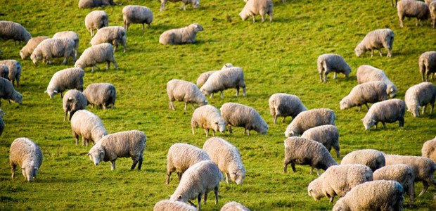 Σε αναμονή κτηνοτρόφοι για μετακίνησή τους στη Δ. Μακεδονία