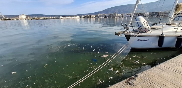 Νεκρά ψάρια εντός του Παγασητικού 