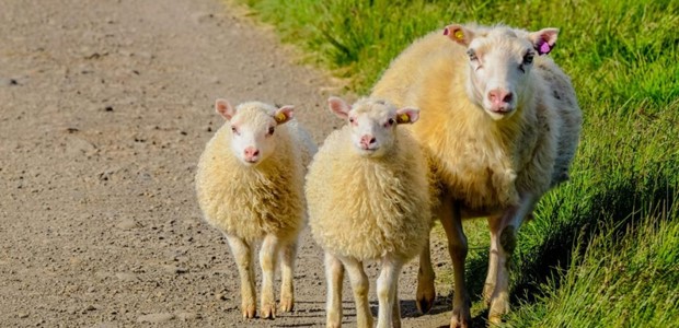 Νέα παρέμβαση Κουρέτα 