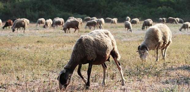 Σχέδιο 10 ημερών για να ανακοπεί η ευλογιά 