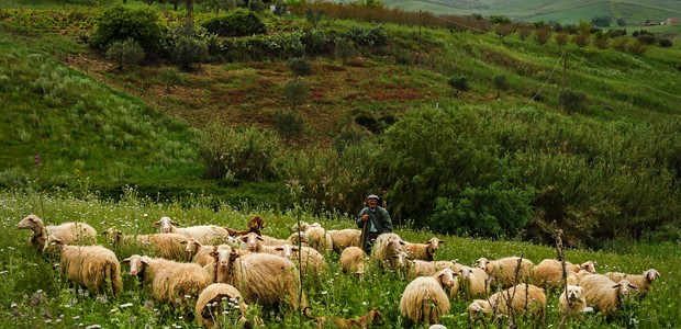 Τέσσερα νέα κρούσματα της πανώλης των αιγοπροβάτων