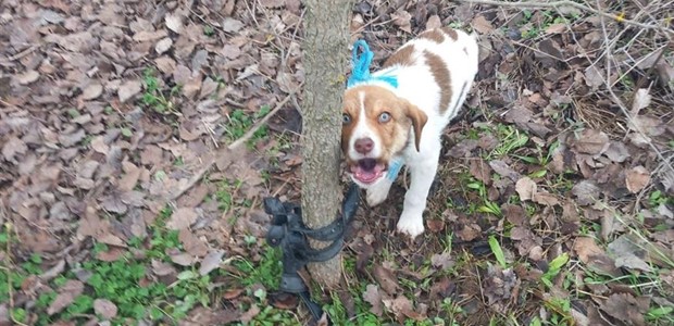 Βίασαν θηλυκό κουτάβι