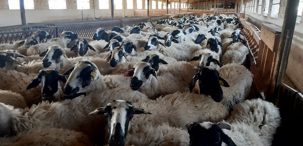Αντιδρούν στη λειτουργία μονάδας με εισαγόμενα ζώα