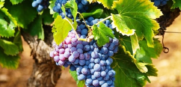 13 οινοποιεία γιορτάζουν τη Λημνιώνα και το Μοσχάτο