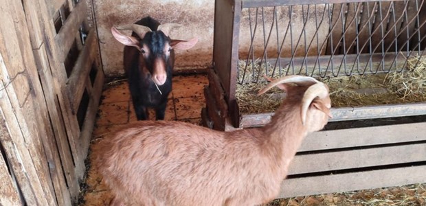 Σε απόγνωση οι κτηνοτρόφοι στη Μαγνησία