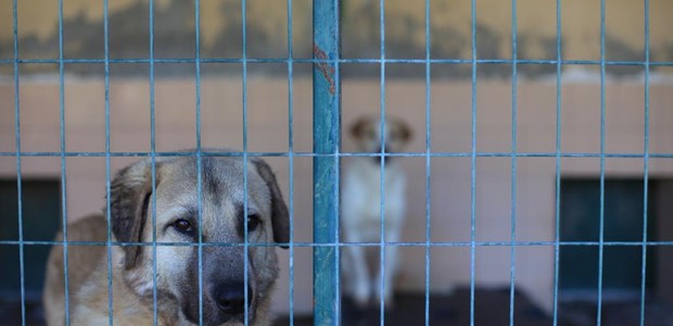 Πρόγραμμα στείρωσης αδέσποτων ζώων