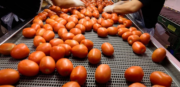 Μηνυτήρια αναφορά για αποζημιώσεις βιομηχανικής ντομάτας